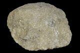 Silurain Fossil Sponge (Astraeospongia) - Tennessee #174230-1